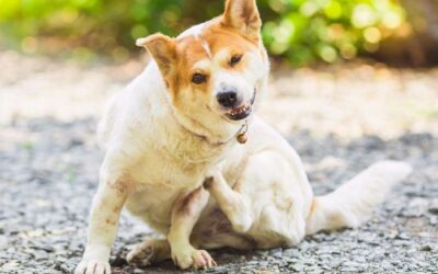 Tout savoir sur les puces et les tiques
