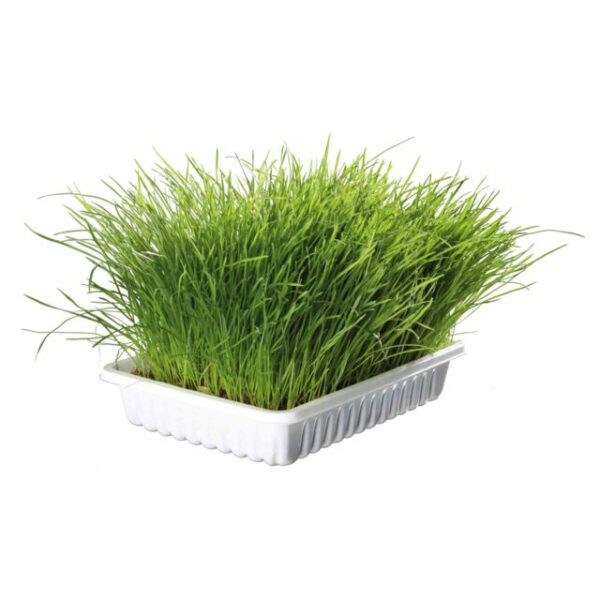 Herbe à chat tendre à faire pousser