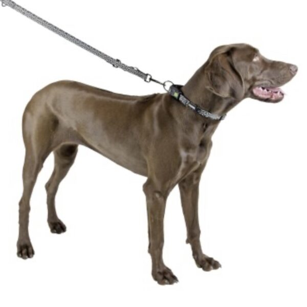 Laisse longue KERBL Shiny Night 200cm – Image 2
