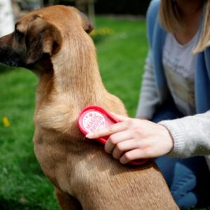 Brosse MagricBrush chien