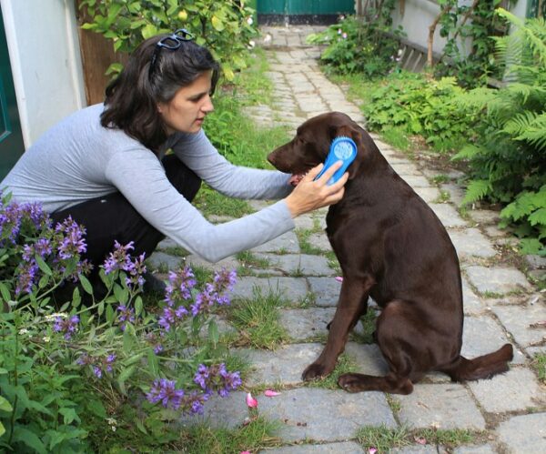 Brosse MagricBrush chien – Image 2
