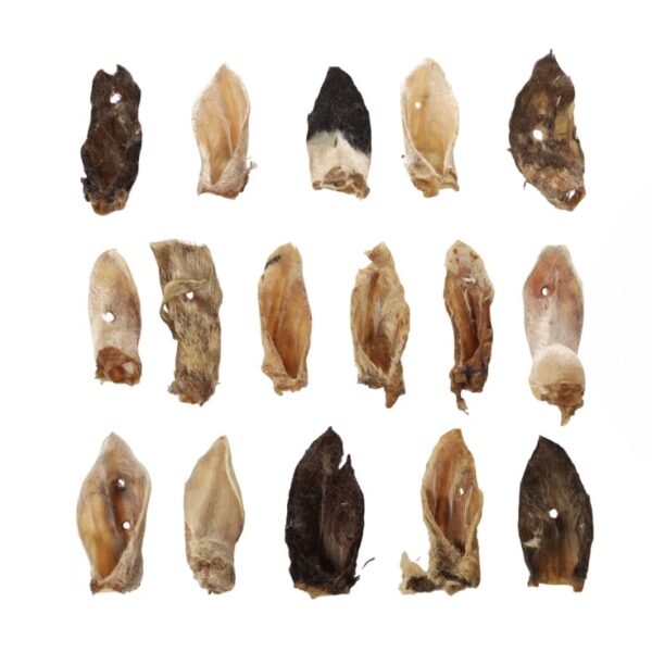 Oreille de chèvre avec poils