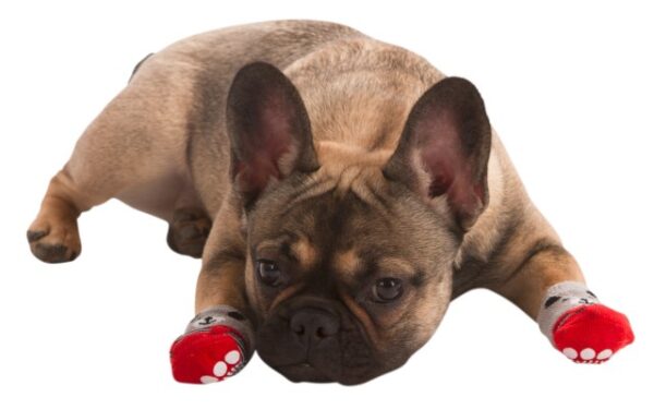 Chaussettes pour petit chien Bruno (2 paires) – Image 3