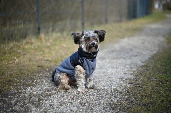 Manteau pour chien Quebec – Image 4