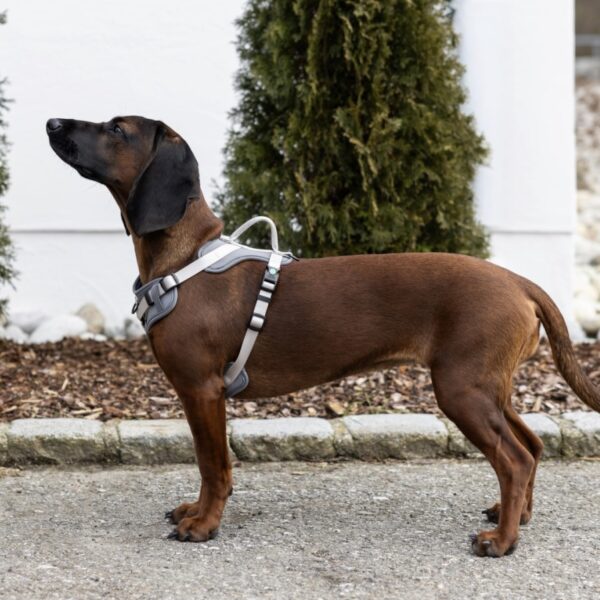 Harnais pour chien Kerbl Fitty – Image 3