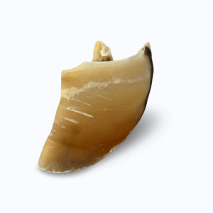Sabot de veau