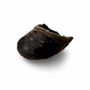 Sabot de vache
