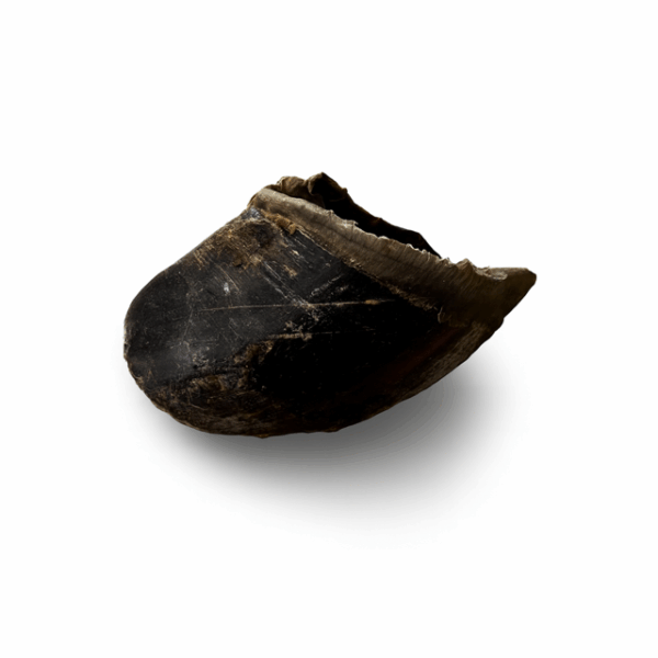Sabot de vache