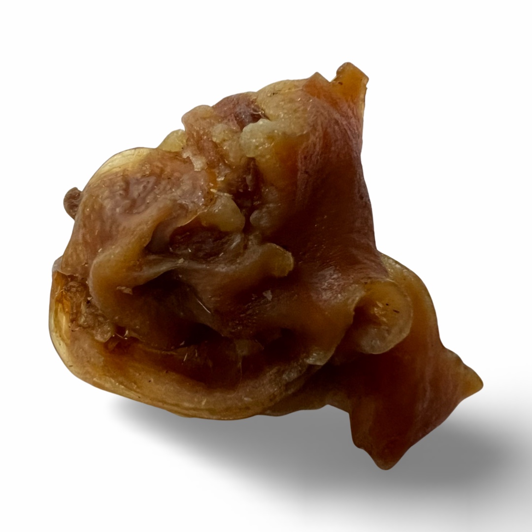 Oreille interne de porc