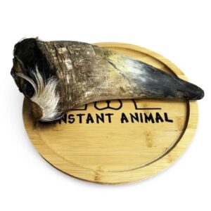 Corne de boeuf pleine avec noyau